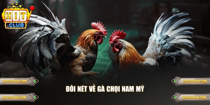 Đôi nét về gà chọi Nam Mỹ 