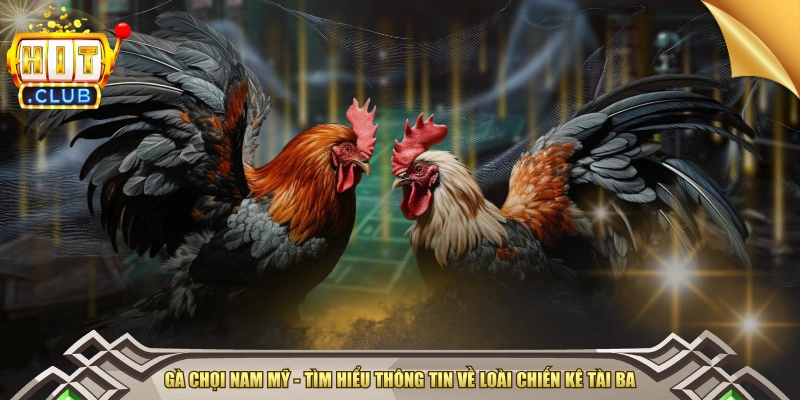 Gà Chọi Nam Mỹ - Tìm Hiểu Thông Tin Về Loài Chiến Kê Tài Ba