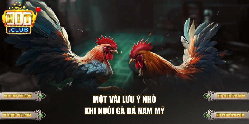 Một vài lưu ý nhỏ khi nuôi gà đá Nam Mỹ