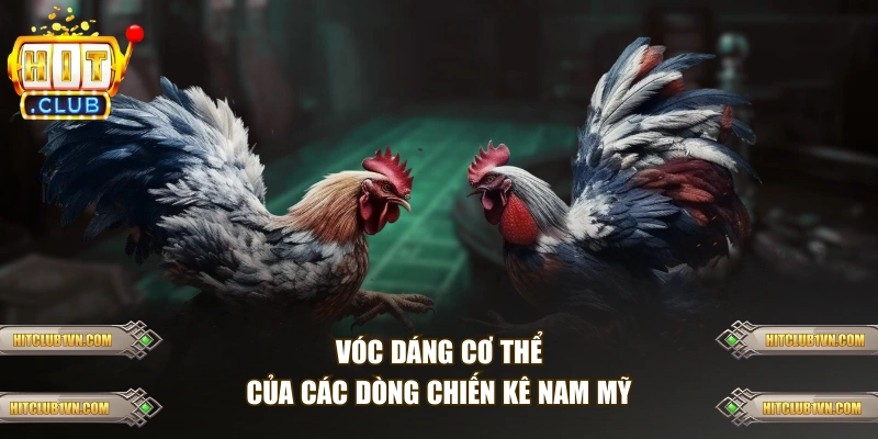 Vóc dáng cơ thể của các dòng chiến kê Nam Mỹ